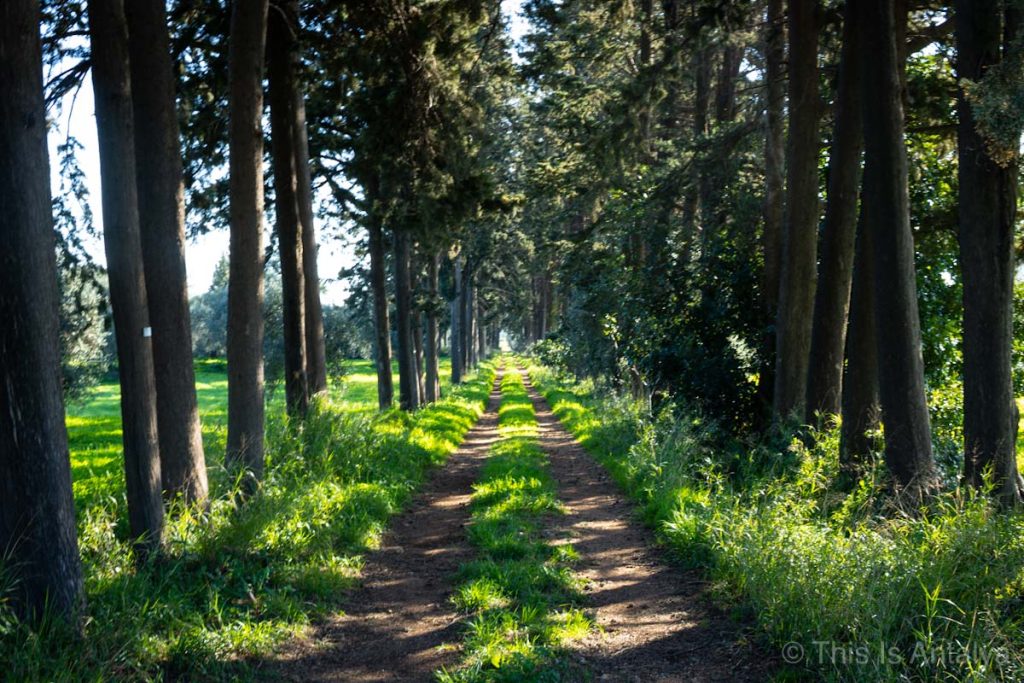 Zeytin Park